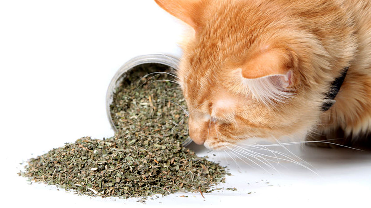 Cat sniffing catnip