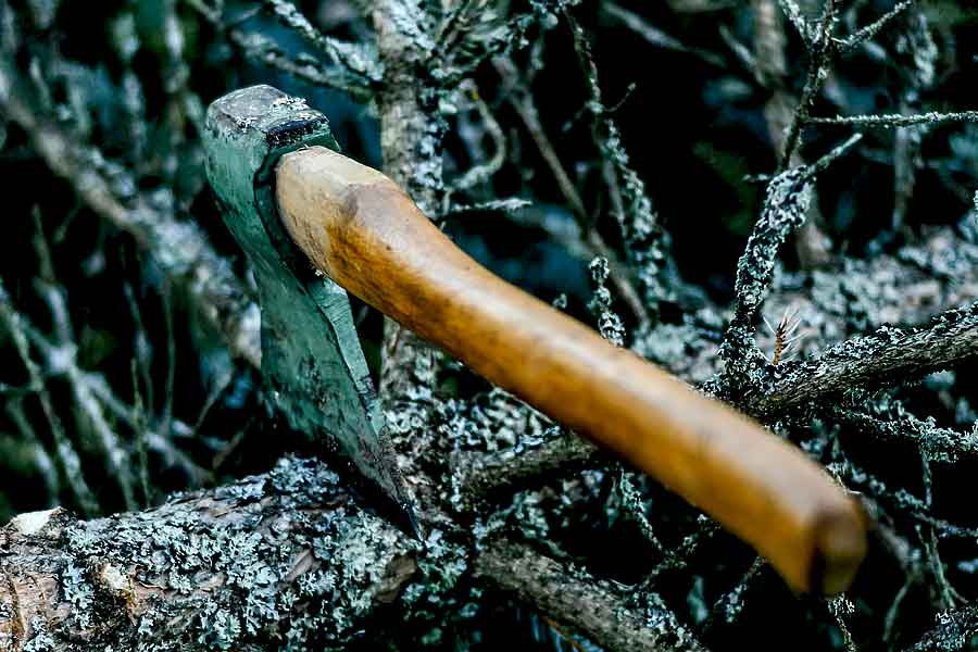 A hatchet lodged in a tree branch.